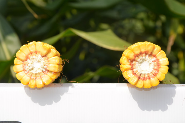 Kukurydza w podsumowaniu. Jakie cechy są ważne przy wyborze odmiany?