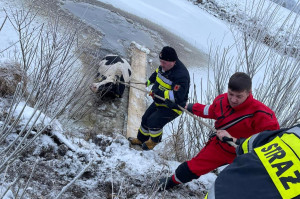 Strażakom udało się wyciągnąć krasule na brzeg, Foto: OSP Filipów