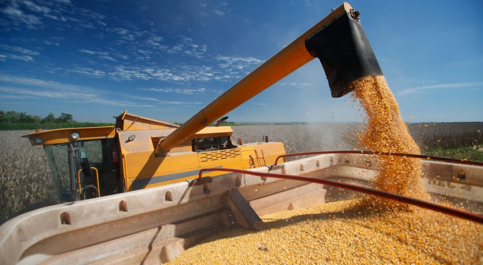 Wzrost ceny kukurydzy i spadek pszenicy po raporcie USDA