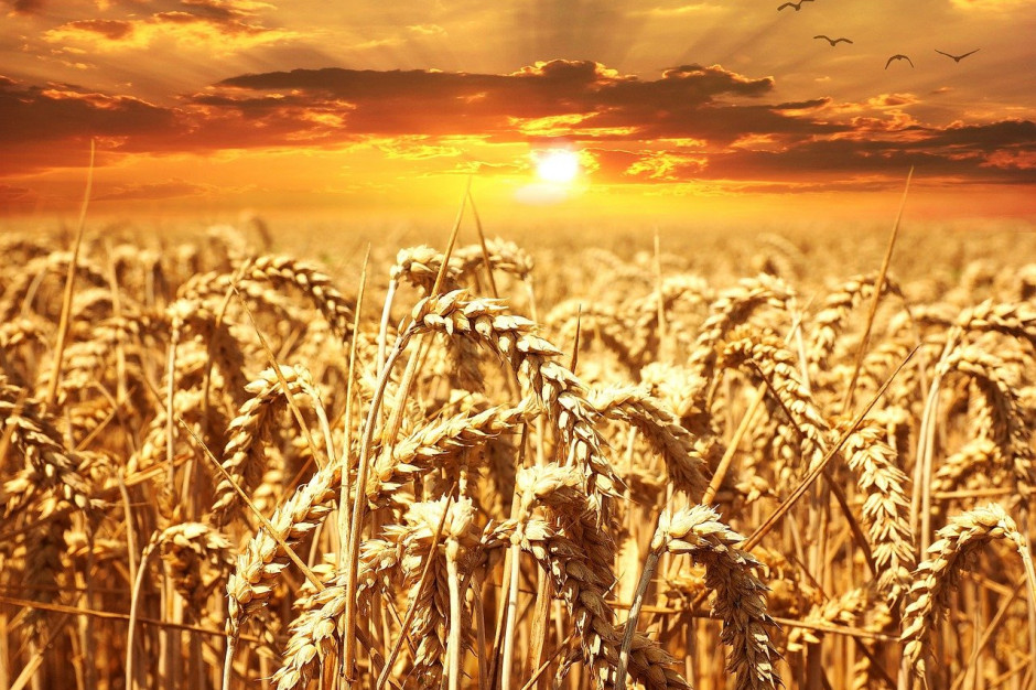 Według Rusagrotrans, w 2022 roku w Rosji zostanie zebrane 126,7 mln ton zboża, w tym 80,5 mln ton pszenicy; Fot .pixabay.com