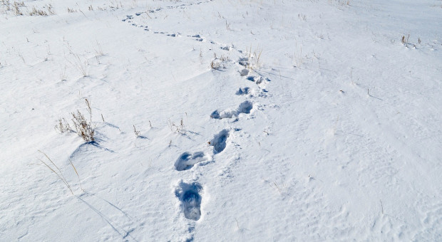 Opolskie: Włamywacz wpadł przez ślady na śniegu