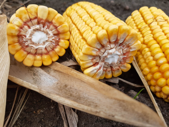 Odmiany kukurydzy na suche sezony