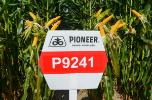 Odmiana od Pioneer P9241 należy do grupy AQUAmax. Hodowca gwarantuje, że tego typu odmiany mają wysoką tolerancję na okresowe niedobory wody i wysokie temperatury