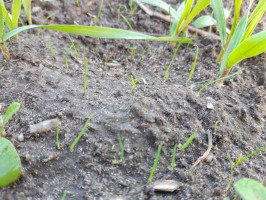 Dobra wilgotność gleby przyczyniła się do licznych wschodów miotły zbożowej (zdjęcie wykonane 20 października br.)