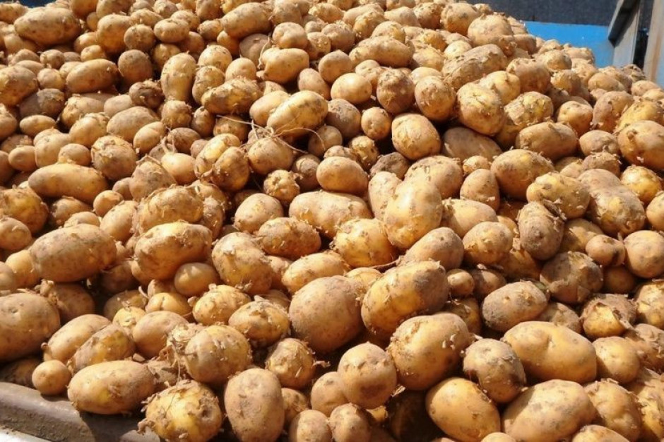 Wczesne odmiany ziemniaka plonowały słabiej niż rok temu; Fot. A. Kobus