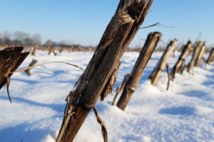 Zimowe niszczenie resztek pożniwnych kukurydzy  może okazać się bardziej skuteczne