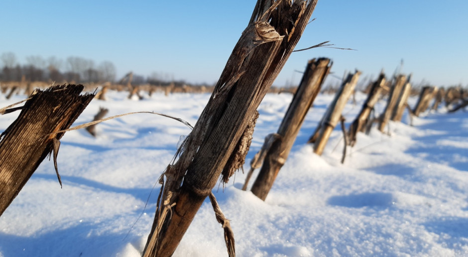 Zimowe niszczenie resztek pożniwnych kukurydzy  może okazać się bardziej skuteczne