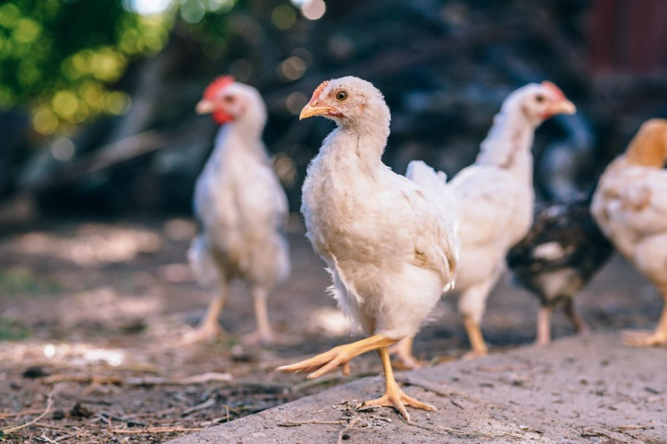 80 tys. kurczaków trzeba było zlikwidować w związku z ptasią grypą na fermie w Holandii, Foto: Pixabay