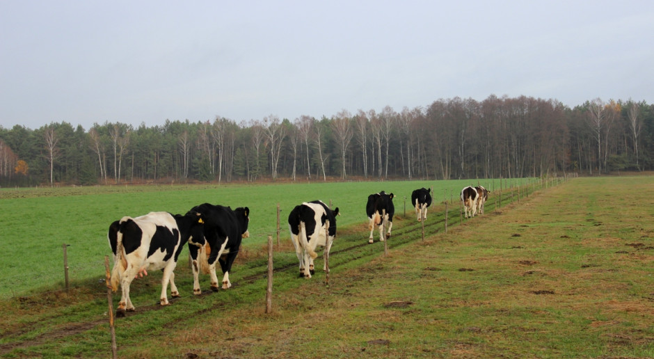 Długowieczność krów – dlaczego opłaca się o nią zawalczyć?