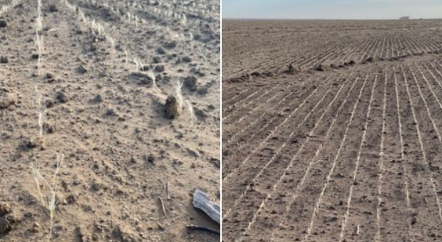 Burze piaskowe w regionach upraw amerykańskiej pszenicy