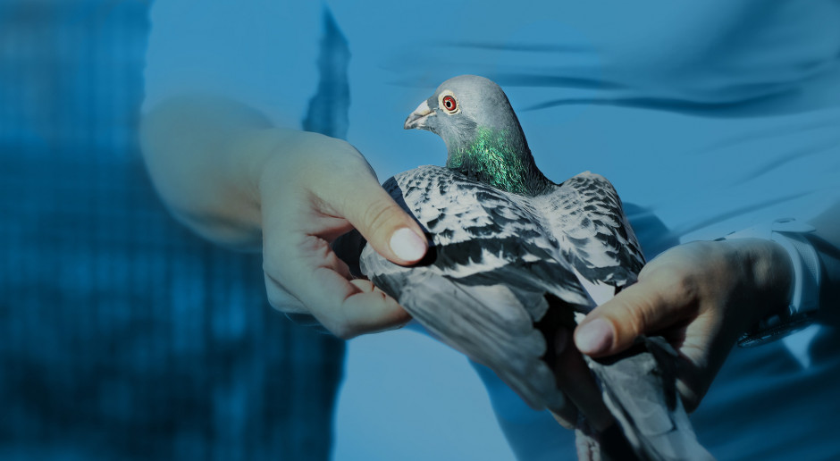 Żywienie gołębi – na co zwracać uwagę?