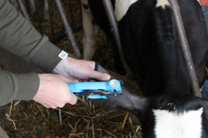 Ocena genomowa - czy nadrobiliśmy dystans do największych producentów mleka?