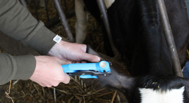 Ocena genomowa - czy nadrobiliśmy dystans do największych producentów mleka?