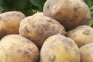 Plony ziemniaka wysokie, jakość bulw nie zachwyca
