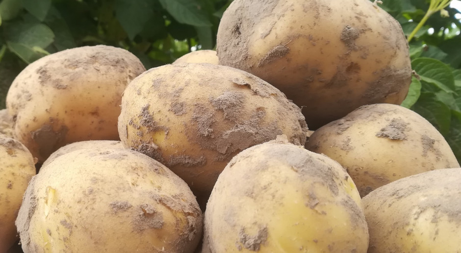 Plony ziemniaka wysokie, jakość bulw nie zachwyca. PDO 2021