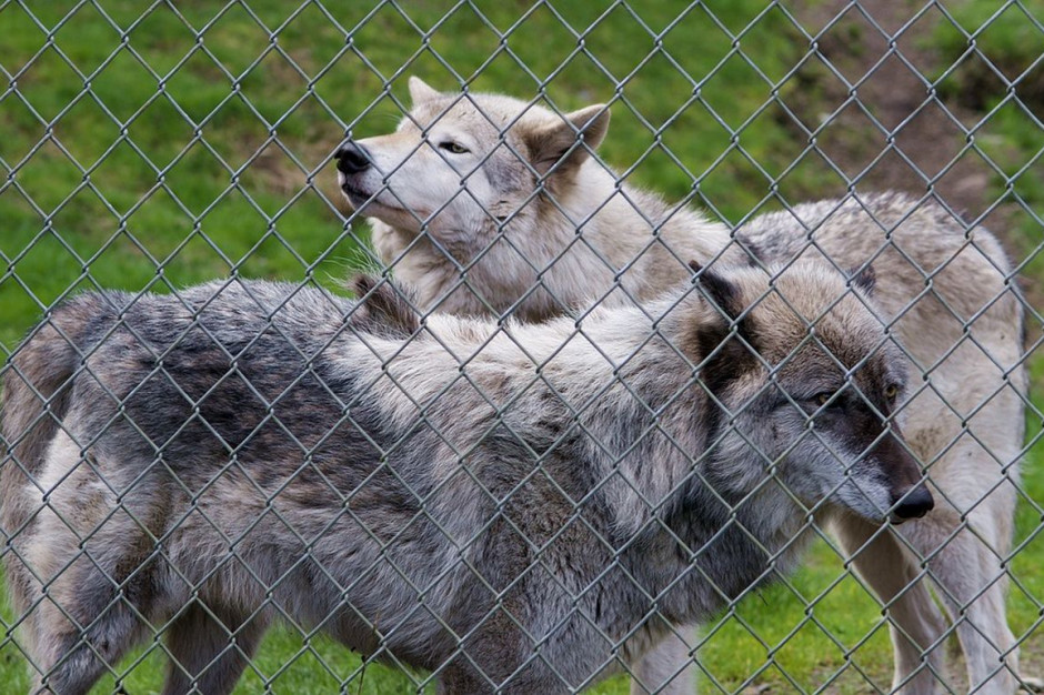 Sfora wilków uciekła z prywatnego zoo we Francji, Foto: Pixabay
