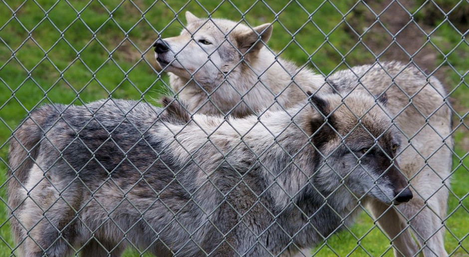 Francja: Zoo tymczasowo zamknięto po ucieczce dziewięciu wilków