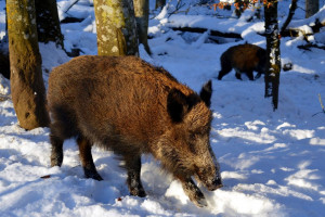 Wysyp nowych ognisk ASF dzików. Ponad 100 zachorowań