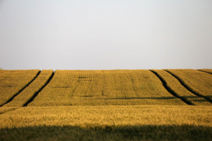 Austria: tylko średnie zbiory zbóż