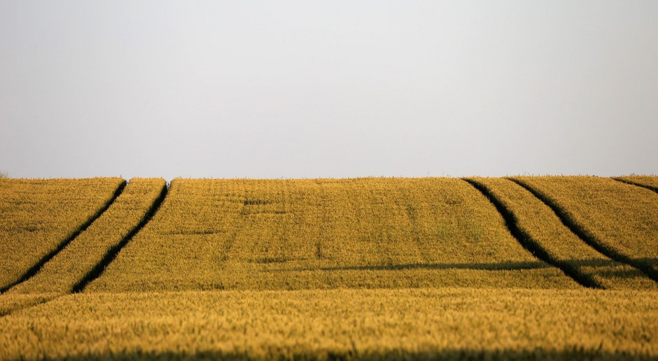 Austria: tylko średnie zbiory zbóż