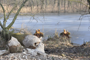 Bobry na Podkarpaciu "wyjęte spod prawa"