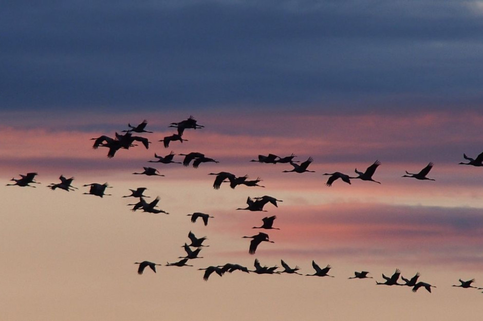 Rejon jeziora Chula jest dwa razy do roku miejscem migracji tysięcy dzikich ptaków w Izraelu, fot. Pixabay/Katharina2013