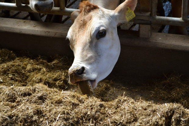 Największe zalety automatycznych systemów karmienia bydła