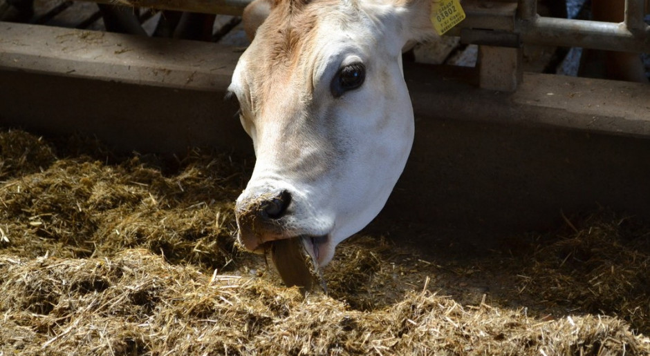 Największe zalety automatycznych systemów karmienia bydła