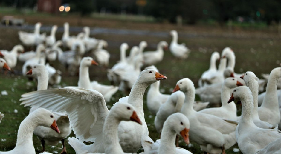 Odszkodowania za zwierzęta przy zwalczaniu ASF i ptasiej grypy