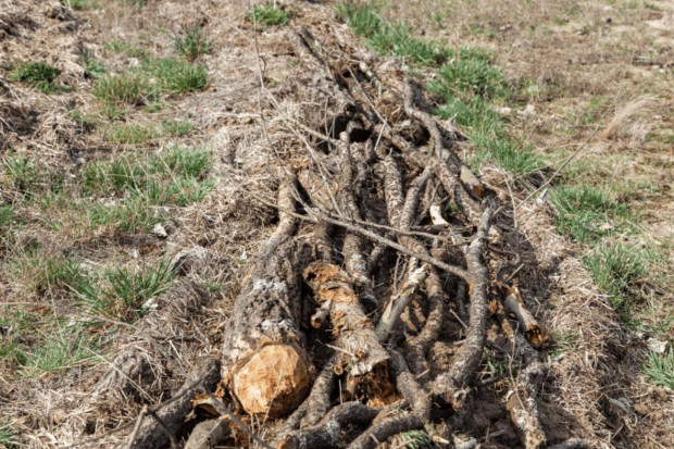Gałęzie pozostałe po działalności bobrów układane są w stosy w poprzek stoków, chroniąc glebę przed erozją (fot. Ł. Nowacki).