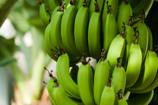 Włochy: Efekt zmian klimatycznych: coraz więcej upraw bananów i mango