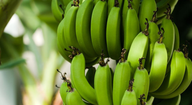 Włochy: Efekt zmian klimatycznych: coraz więcej upraw bananów i mango