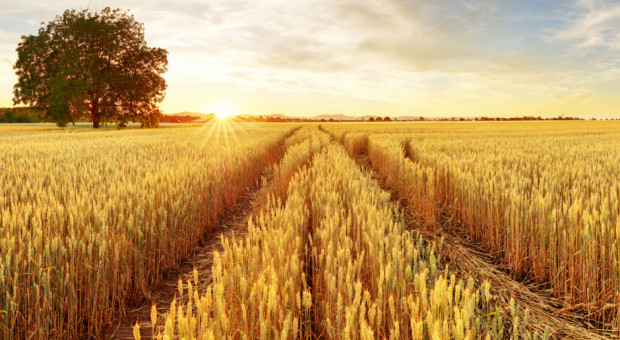 Rok wzrostu cen zbóż na światowych giełdach