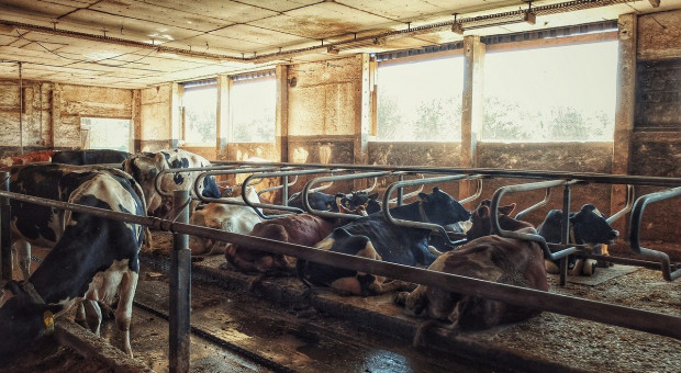 Hiszpania: Największa farma mleczna w Europie to kłopoty