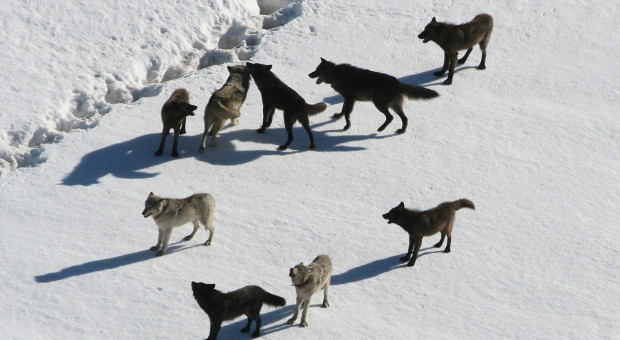 Niemcy: ochrona stad przed wilkami