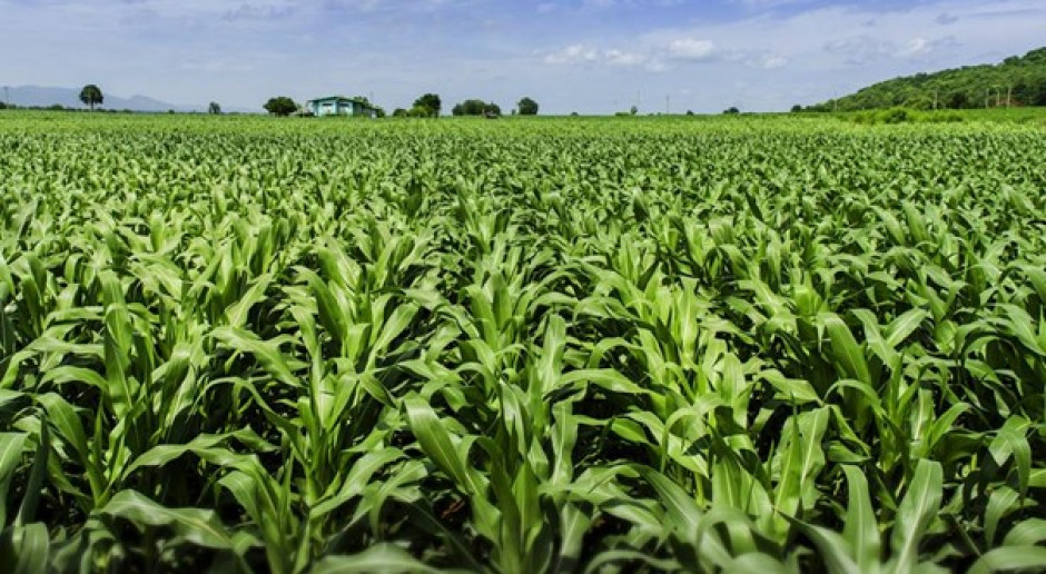 Propozycje odmian kukurydzy na sezon 2022 od firmy Lidea