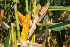Choroby i szkodniki kukurydzy