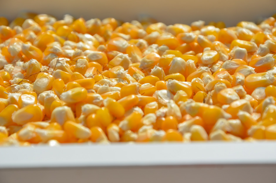Znamy wstępne wyniki plonowania odmian w doświadczeniach porejestrowych – kukurydza 2021, fot. PTWP