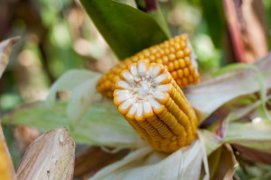 Przegląd średnio późnych odmian kukurydzy