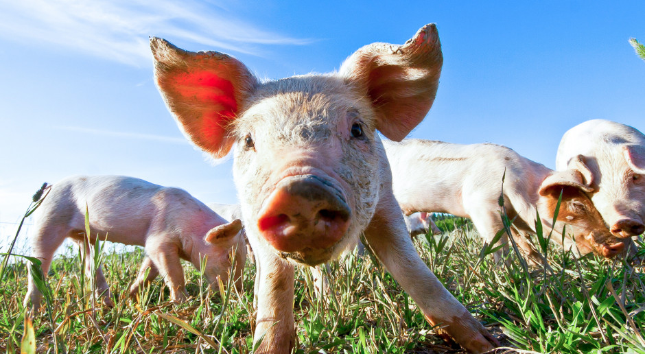 Czy ekologiczny chów świń ma przyszłość?