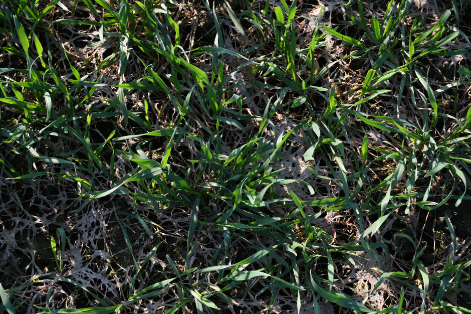 Nieco zregenerowane pszenżyto ozime po silnym porażeniu pleśnią śniegową zbóż i traw. Zdjęcie wykonano w kwietniu 2021 roku, fot. HJ