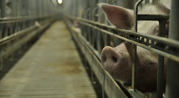 Codziennie prawie 100 gospodarstw likwidowało hodowlę świń w 2021 r.