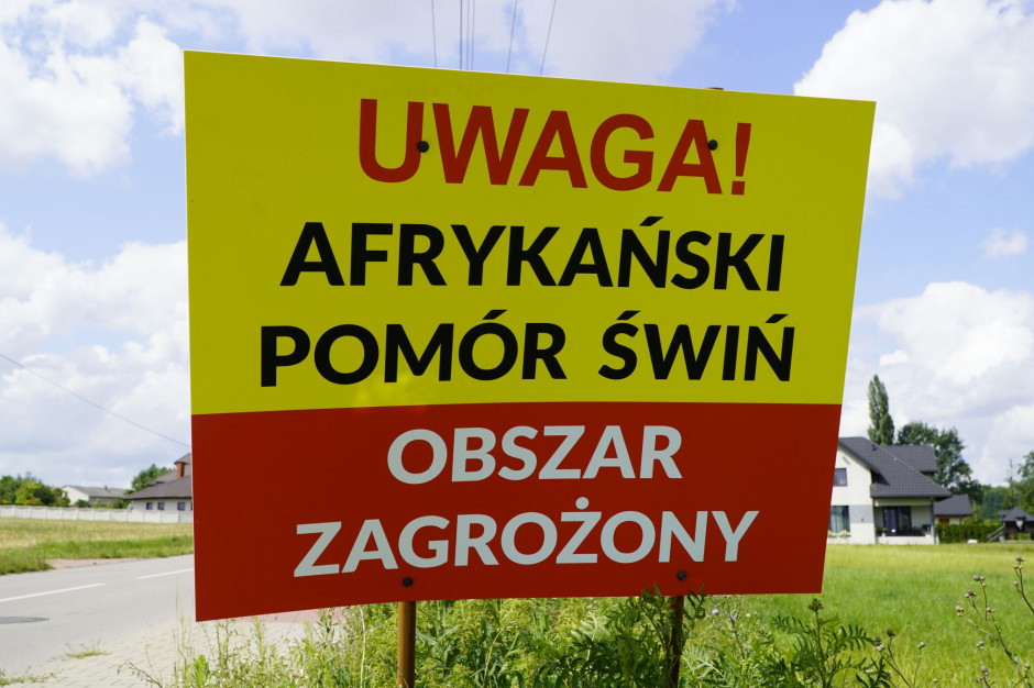 W 2021 r. odnotowano rekordową liczbę ognisk afrykańskiego pomoru świń (ASF) w polskich stadach.fot. I.Dyba