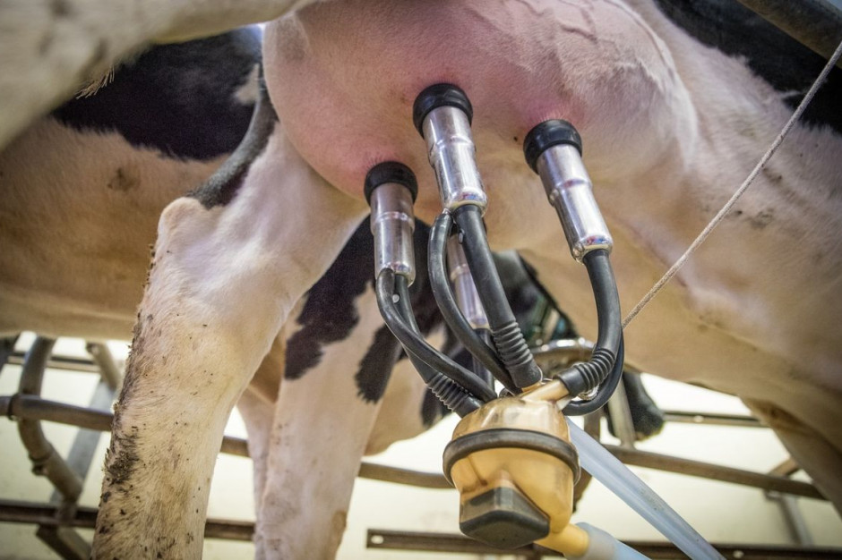 Niemiecki rolnik musiał ogłosic upadłość własnej mleczarni, Foto: Pixabay/Ehrecke
