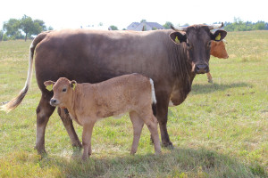 2021 r. w sektorze wołowiny - upłynął pod znakiem historycznie wysokich cen bydła
