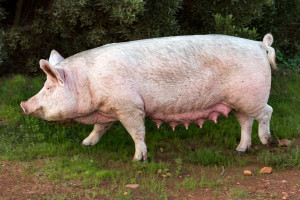 Zapowiedziano pomoc producentom świń z obszarów ASF