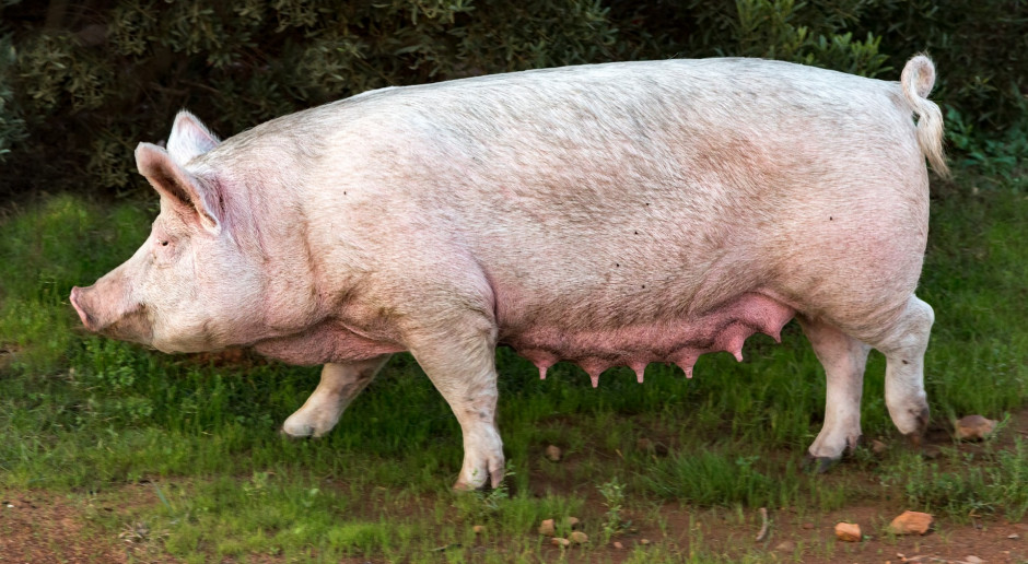 Zapowiedziano pomoc producentom świń z obszarów ASF