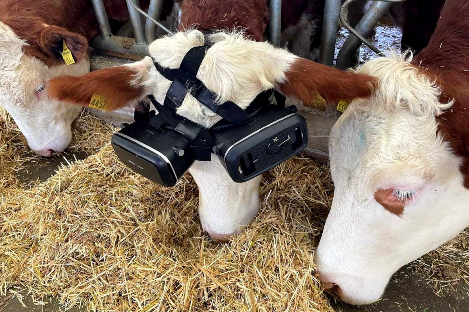 Krowy w goglach VR, zdaniem ich właściciela produkują więcej mleka, fot. dailysabah.com