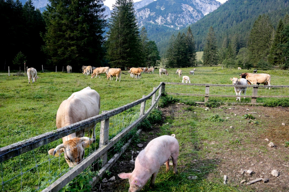 Zwierząt hodowlanych w gospodarstwach UE sukcesywnie ubywa, fot. pixabay