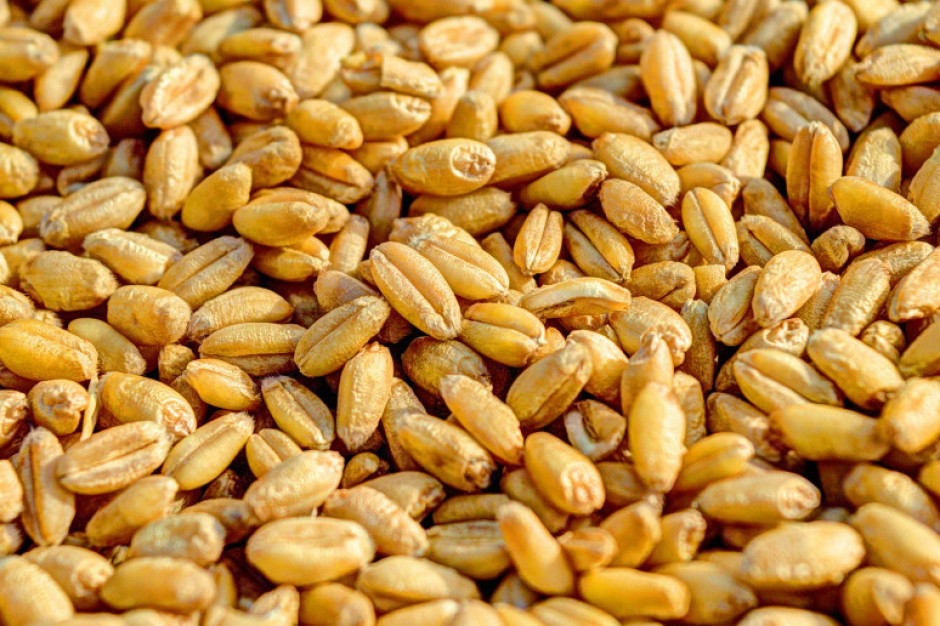Aktualnie cena pszenicy konsumpcyjnej waha się od 1120 do 1250 zł/t netto, fot. pixabay